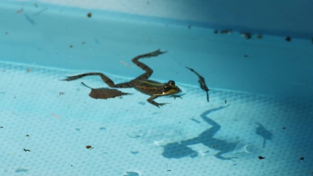 A frog and dirt in swimming pool