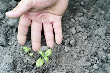 Farmer's hard working hands, planted young basil (Ocimum basilicum) into the ground