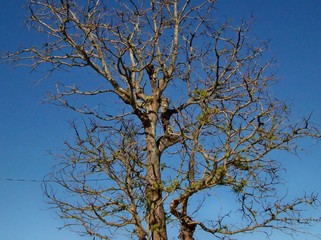 Fototapeta na wymiar Árvove no outono sob céu azul