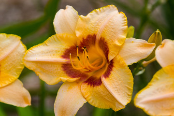 yellow and brown lily found on a recent walk