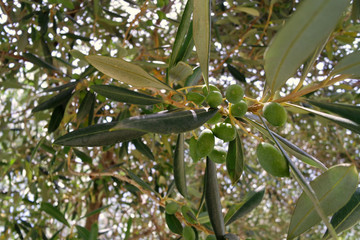Olive tree