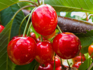 Red and sweet cherries on a branch