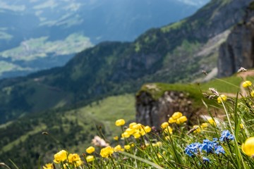 Alpen Blume Pflanzen Berge Macro Nahaufnahme