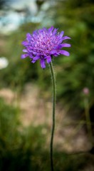 Alpen Blume Pflanzen Berge Macro Nahaufnahme