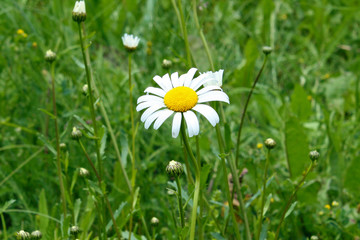 Daisy on a green meadow