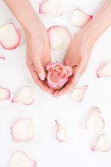 top view of female hands with beautiful manicure holding pink rose flower
