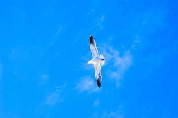 Flying seagull, shot against the sky