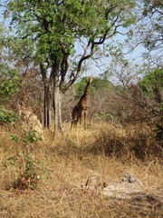 Girafe Sénégal