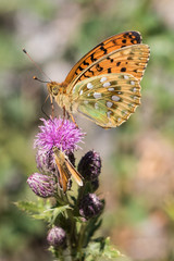 Dark Green Fritillary (Argynnis aglaja)