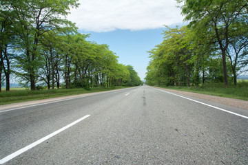 Obraz premium Asphalt road, on the side high green trees