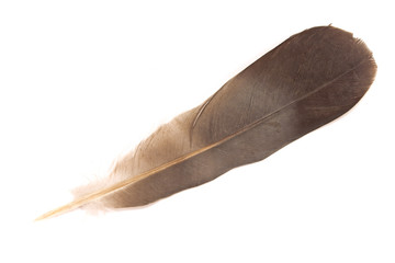 Fototapeta na wymiar Feather isolated on white background