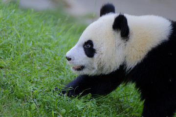 Fototapeta premium Oso Panda