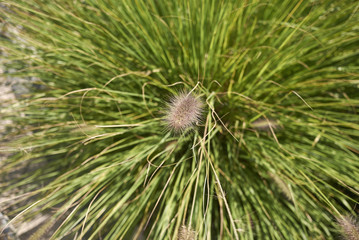 Fototapeta premium Pennisetum setaceum