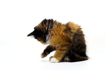 Fototapeta premium Furry kitten on white background isolated