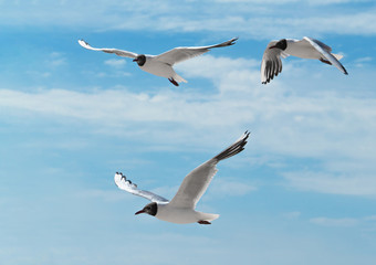 Fototapeta na wymiar Seagulls sky