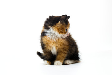 Furry kitten on white background isolated