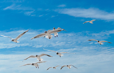 Seagulls sky