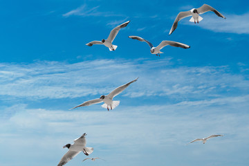 Seagulls sky