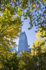 Montreal, Dorchester Square, in autumn