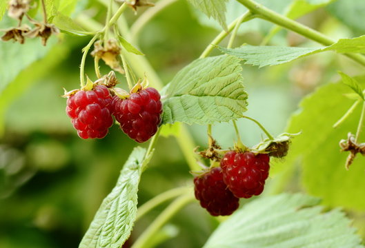red raspberries in garden