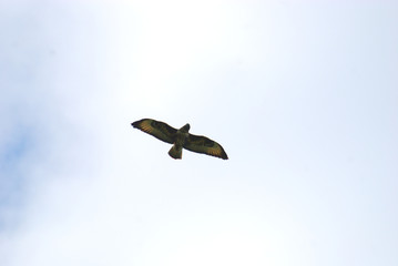 Birdwatching in Sardegna