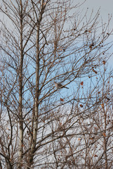 Birdwatching in Sardegna