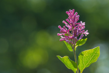 Single branch of lilac on green blurred background