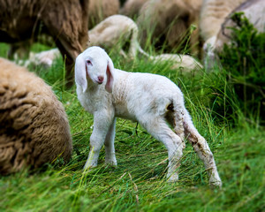 Obraz premium Junges Lamm steht vor einer Schafherde