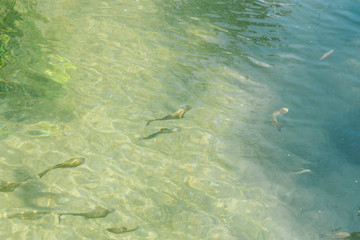 Fish in clean water of Krka National Park visited by many tourists.KRKA NATIONAL PARK,CROATIA,MAY 27,2017