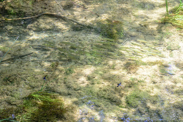 Obraz na płótnie Canvas Fish in clean water of Krka National Park visited by many tourists.KRKA NATIONAL PARK,CROATIA,MAY 27,2017