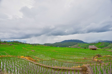 Fototapeta premium beautiful green rice fields with blue sky