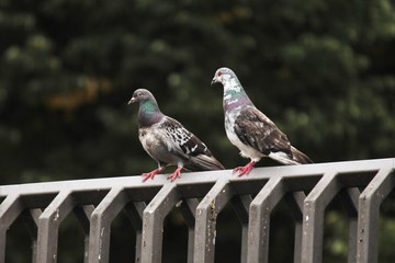 Tauben auf einem Zaun