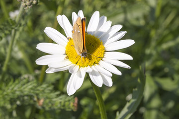 Obraz premium Scarce Copper butterfly on Oxeye Daisy