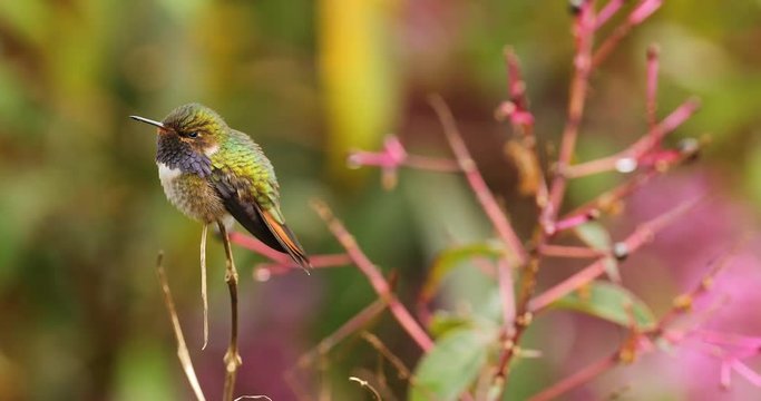 Volcano Hummingbird, Selasphorus flammula, small bird in the green leaves, animal in the nature habitat, mountain tropic forest, wildlife, Costa Rica 