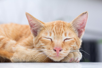 Cute cat, cat lying on the wooden floor in the background blurred close up playful cats