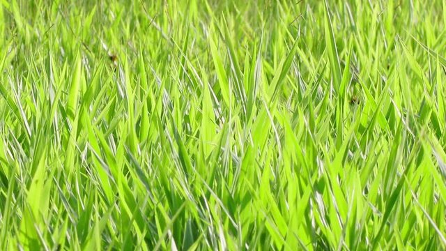 Fundo com capim verde ao vento.