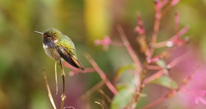 Volcano Hummingbird, Selasphorus flammula, small bird in the green leaves, animal in the nature habitat, mountain tropic forest, wildlife, Costa Rica 