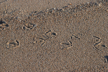 Birdwatching in Sardegna