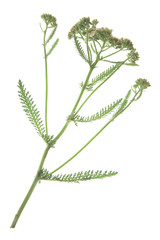 Schafgarbe (Achillea millefolium) blühende Pflanze freigestellt vor weißem Hintergrund © Joachim
