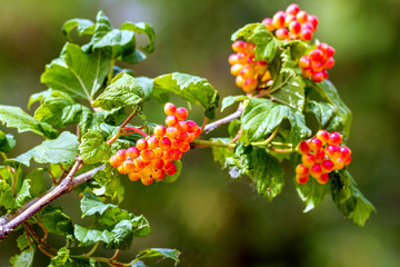  red viburnum berries ripen on a branch
