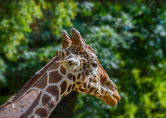 head of a wild animal giraffe in the zoo