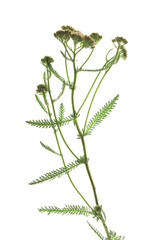 Schafgarbe (Achillea millefolium) blühende Pflanze freigestellt vor weißem Hintergrund