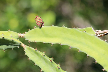 Flowering cactus in Costa Rica, Central America