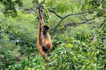 Brown spider monkey hanging from tree, Costa Rica, Central America