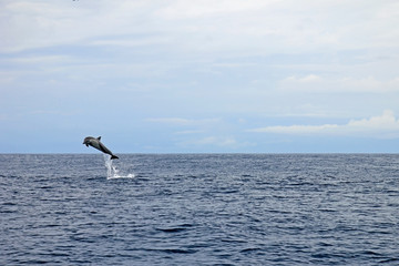 Common dolphins jumping, Costa Rica, Central America