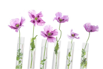 Opium purple Poppy in test tube for herbal medicine test and essential oil on concept of medicinal research.