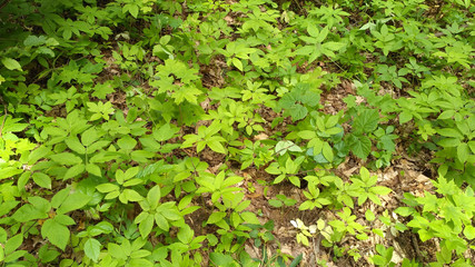 Green forest vegetation