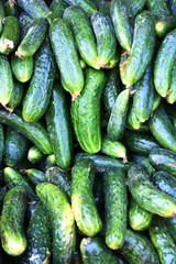 Fresh cucumbers sold in the Bazaar