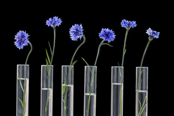 Beautiful blue cornflower in test tubes isolated on black background