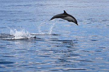 Naklejka premium Common dolphins jumping, Costa Rica, Central America